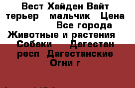 Вест Хайден Вайт терьер - мальчик › Цена ­ 35 000 - Все города Животные и растения » Собаки   . Дагестан респ.,Дагестанские Огни г.